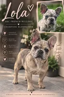 Male “E” , a male French Bulldog for sale in Millville, MN – 9 of 9