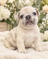 Female baby pink - very light lilac fawn merle, a female French Bulldog for sale in Millville, MN – 4 of 8