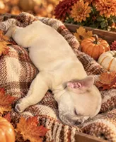Lilac-toned/Dilute Cocoa Fawn MerleDNA confirmed - collar Coco, a male French Bulldog for sale in Millville, MN – 2 of 8