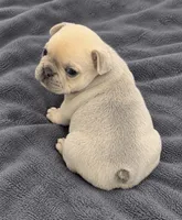 Female white pearl - Isabella-fawn Very light lilac/fawn, a female French Bulldog for sale in Millville, MN – 3 of 10