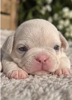 Male “D”, a male French Bulldog for sale in Millville, MN – 3 of 8