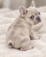 Grey Collar — Blue Fawn/Sable Merle  — Cocoa Carrier DNA confirmed, a female French Bulldog for sale in Millville, MN – 2 of 6