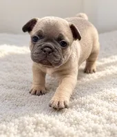 Ruby - DNA-Confirmed Blue Fawn Female • Carries Chocolate., a female French Bulldog for sale in Millville, MN – 4 of 8