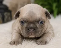 Teddy , a male French Bulldog for sale in Millville, MN – 4 of 10