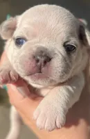 Female “B”, a female French Bulldog for sale in Millville, MN – 2 of 8