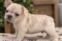 Male collar Coco - Lilac-toned/Dilute Cocoa Fawn Merl  DNA confirmed, a male French Bulldog for sale in Millville, MN – 2 of 9