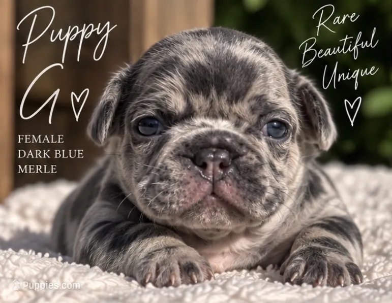 Female “G” – French Bulldog puppy for sale in Millville, MN