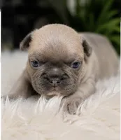 Teddy , a male French Bulldog for sale in Millville, MN – 6 of 10