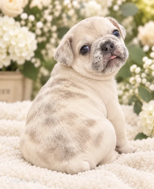 Female baby pink - very light lilac fawn merle – French Bulldog puppy for sale in Millville, MN