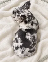 Black pear - DNA-confirmed Blue & Tan Merle carries cocoa, a female French Bulldog for sale in Millville, MN – 2 of 6