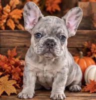 DNA-ConfirmedBlueFawnMerle Cocoa /Tan-Point Carrier -Royal Blue collar, a male French Bulldog for sale in Millville, MN – 6 of 9