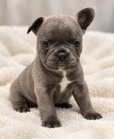Female golden pearl - blue Testable-chocolate DNA confirmed, a female French Bulldog for sale in Millville, MN – 2 of 7