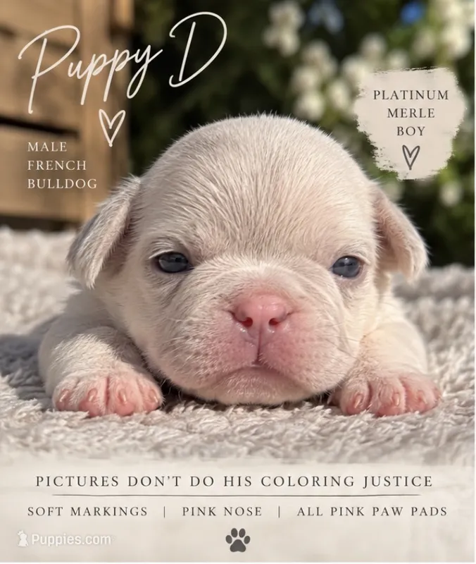 Male “D” – French Bulldog puppy for sale in Millville, MN