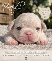 Male “D”, a male French Bulldog for sale in Millville, MN – 1 of 8
