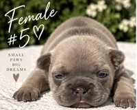 Female 5, a female French Bulldog for sale in Millville, MN – 4 of 7