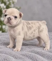 Female grey pearl - Very Light Lilac Merle, a female French Bulldog for sale in Millville, MN – 2 of 8