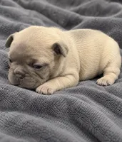Female Ruby pearl -Very light lilac/fawn Isabella-fawn, a female French Bulldog for sale in Millville, MN – 4 of 9