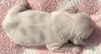 Female “B”, a female French Bulldog for sale in Millville, MN – 3 of 8