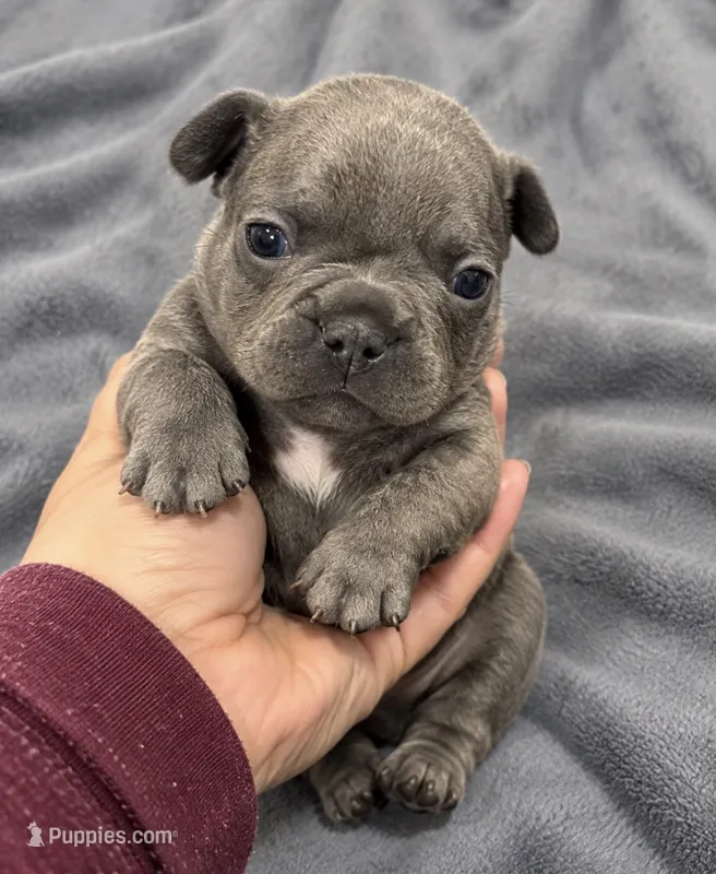 Male Emerald - Blue/gray – French Bulldog puppy for sale in Millville, MN