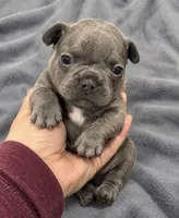 Male Emerald - Blue/gray, a male French Bulldog for sale in Millville, MN – 1 of 10