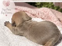 Female # 1, a female French Bulldog for sale in Millville, MN – 4 of 6