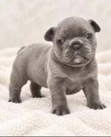 Female golden pearl - blue-gray, a female French Bulldog for sale in Millville, MN – 3 of 9