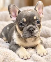 Blue & Tan Merle cocoa carrier DNA confirmed - Orange Collar, a female French Bulldog for sale in Millville, MN – 5 of 10