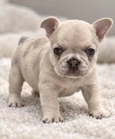 Grey Collar — Blue Fawn/Sable Merle  — Cocoa Carrier DNA confirmed, a female French Bulldog for sale in Millville, MN – 1 of 6