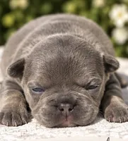 Female #4, a female French Bulldog for sale in Millville, MN – 5 of 7