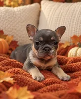 Blue & Tan Merle cocoa carrier DNA confirmed - Orange Collar, a female French Bulldog for sale in Millville, MN – 6 of 10
