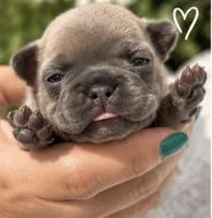 Female 5, a female French Bulldog for sale in Millville, MN – 5 of 7