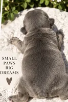 Female #4, a female French Bulldog for sale in Millville, MN – 2 of 7