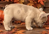 Blue Fawn/Sable Merle  Cocoa Carrier DNA confirmed - Grey Collar , a female French Bulldog for sale in Millville, MN – 2 of 10
