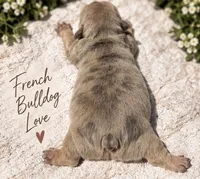 Female # 2, a female French Bulldog for sale in Millville, MN – 2 of 5