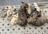Blue & Tan Merle cocoa carrier DNA confirmed - Orange Collar, a female French Bulldog for sale in Millville, MN – 10 of 10