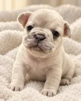 Male Coco - tan lilac merle cream, a male French Bulldog for sale in Millville, MN – 3 of 8