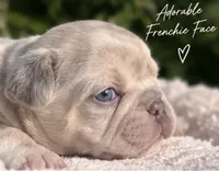 Male “E” , a male French Bulldog for sale in Millville, MN – 5 of 9