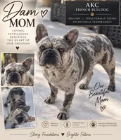 Female 5, a female French Bulldog for sale in Millville, MN – 7 of 7