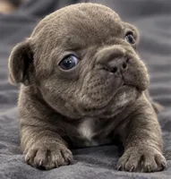 Male Emerald - Blue/gray, a male French Bulldog for sale in Millville, MN – 4 of 10