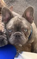 Potato/Tater Tot - Cocoa Blue (Cocoa Dilute) , a male French Bulldog for sale in Millville, MN – 4 of 4