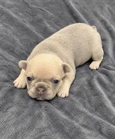 Female white pearl - Isabella-fawn Very light lilac/fawn, a female French Bulldog for sale in Millville, MN – 4 of 10