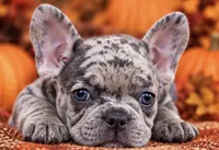 DNA-confirmed Blue & Tan Merle carries cocoa - black collar, a female French Bulldog for sale in Millville, MN – 3 of 10