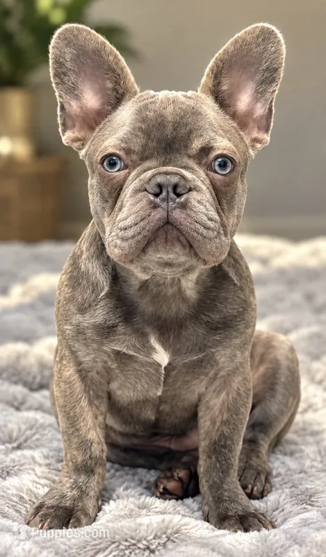 Potato/Tater Tot - Cocoa Blue (Cocoa Dilute)  – French Bulldog puppy for sale in Millville, MN