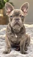 Potato/Tater Tot - Cocoa Blue (Cocoa Dilute) , a male French Bulldog for sale in Millville, MN – 1 of 4
