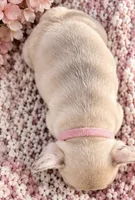 Female baby pink - Lilac/Cocoa Fawn Merle DNA confirmed , a female French Bulldog for sale in Millville, MN – 2 of 9