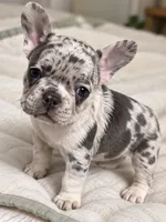 Black pear - DNA-confirmed Blue & Tan Merle carries cocoa, a female French Bulldog for sale in Millville, MN – 3 of 6