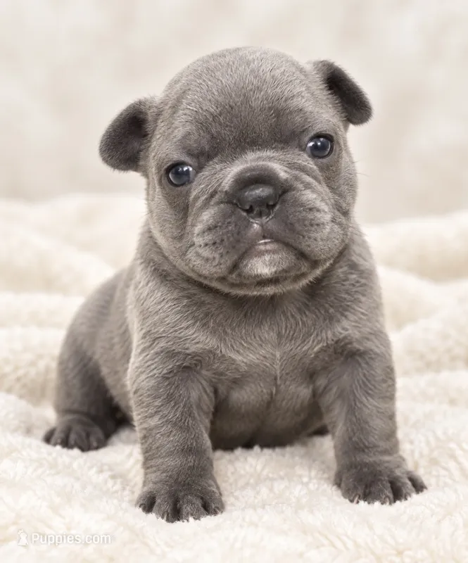 Female golden pearl - blue-gray – French Bulldog puppy for sale in Millville, MN