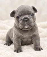 Female golden pearl - blue-gray, a female French Bulldog for sale in Millville, MN – 1 of 9