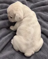 Male Coco - tan lilac merle cream, a male French Bulldog for sale in Millville, MN – 2 of 8