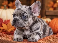 DNA-confirmed Blue & Tan Merle carries cocoa - black collar, a female French Bulldog for sale in Millville, MN – 4 of 10